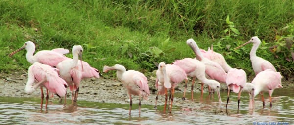 1-Day Birdwatching Tour in Río Ayampe Reserve and Ayampe Estuary