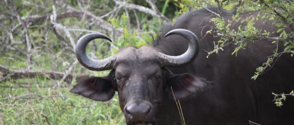 3-Day Tarangire and Ngorongoro Safari with Elephant Game Drives