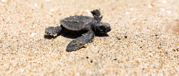 5-Hour Turtle Sanctuary Experience in Mazatlán with Mangrove Kayaking