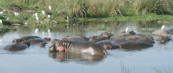 4-Day Tanzania Safari from Arusha with Serengeti and Ngorongoro