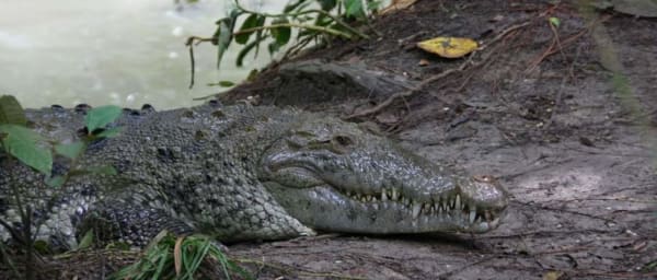 4-Hour Belize Zoo Tour with Native Wildlife and Jaguar Encounters
