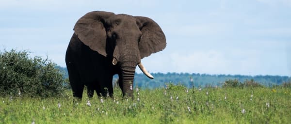 5-Day Kruger National Park Safari with Blyde River Canyon