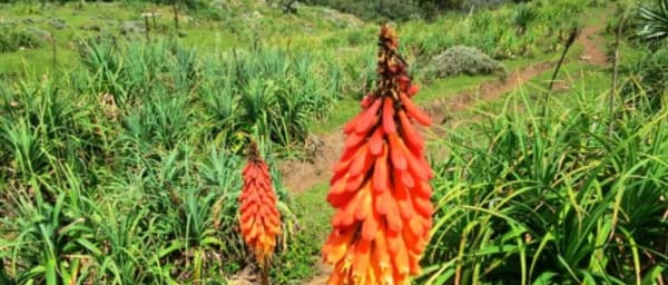 5-Day Bale Mountains Trek from Addis Ababa with Ethiopian Wildlife