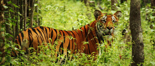 4-Day Chitwan National Park Wildlife Safari with Tharu Culture