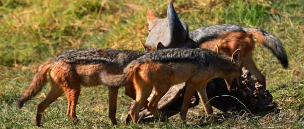 6-Day Tanzania Safari through Serengeti and Ngorongoro Crater