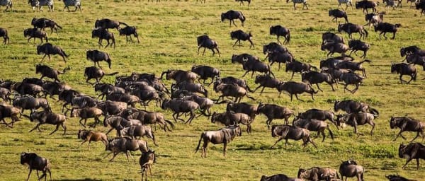 5-Day Tanzania Safari through Serengeti, Ngorongoro, and Tarangire