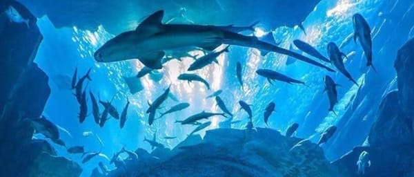 1-Hour Dubai Mall Aquarium and Underwater Zoo Entry Ticket