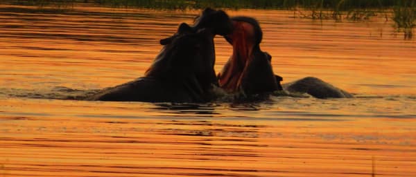 3-Day Mokoro Safari in the Okavango Delta with Walking Safari