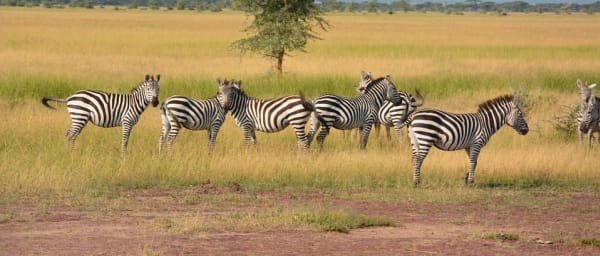 5-Day Serengeti, Ngorongoro and Tarangire Safari with Maasai Visit