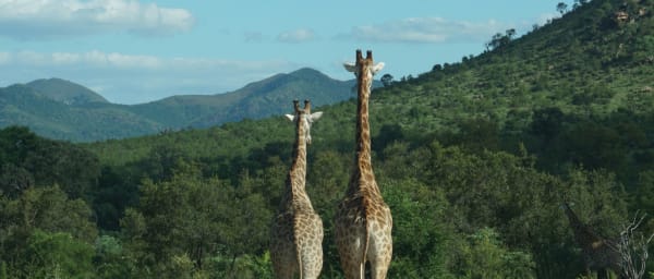 4-Day Pilanesberg Safari from Johannesburg with Sun City Visit