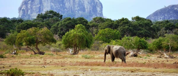 1-Day Wildlife Safari in Yala National Park with Diverse Wildlife