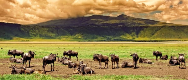 1-Day Ngorongoro Crater Safari from Arusha with Big Five Game Drive