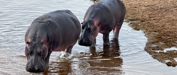 4-Day Safari to Mikumi and Ruaha National Parks in Southern Tanzania