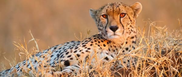 5-Day Masai Mara, Nakuru and Naivasha Safari with Hell's Gate
