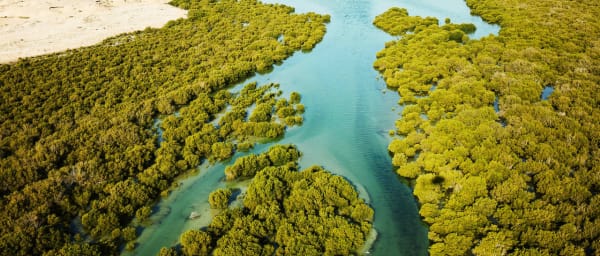 6-Hour Purple Island Kayaking Tour through Qatar's Mangroves