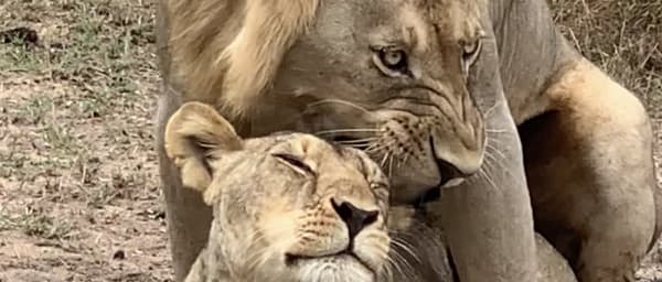 3-Day Mikumi National Park Safari from Dar es Salaam with game drives