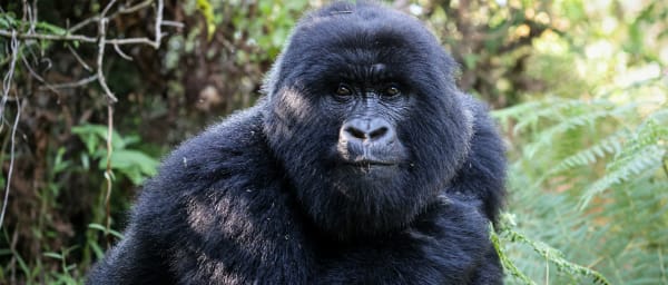 4-Day Gorilla and Wildlife Safari in Uganda with Batwa Visit