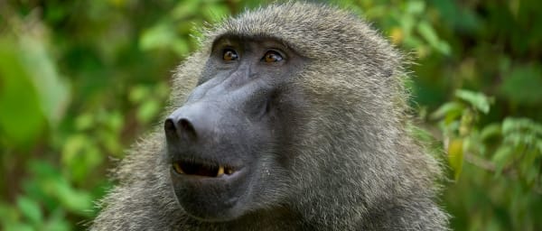 4-Day Kenya Safari to Maasai Mara and Lake Nakuru with Rhinos
