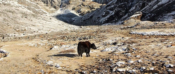 10-Day Everest Base Camp Trek with Lukla Flight and Helicopter Return