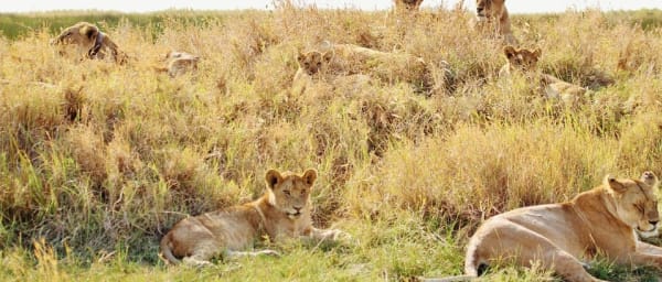 5-Day Tanzania Safari through Tarangire Serengeti and Ngorongoro