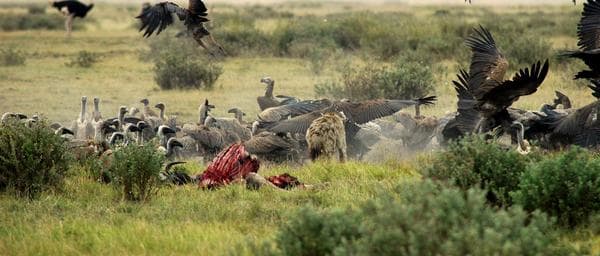 4-Day Kenya Luxury Safari to Lake Nakuru and Maasai Mara
