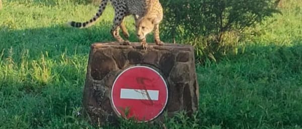 4-Day Kruger National Park Safari with the Panorama Route