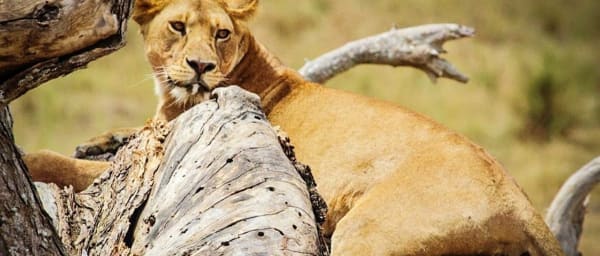 1-Day Lake Manyara Wildlife Safari from Arusha with Tree-Climbing Lions