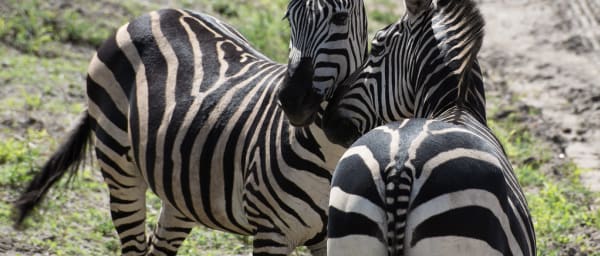 5-Day Tanzania Safari to Lake Manyara, Tarangire and Ngorongoro