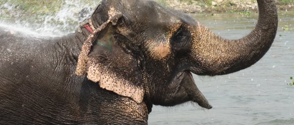 10-Day Nepal Sightseeing Tour with Chitwan Safari and Lumbini