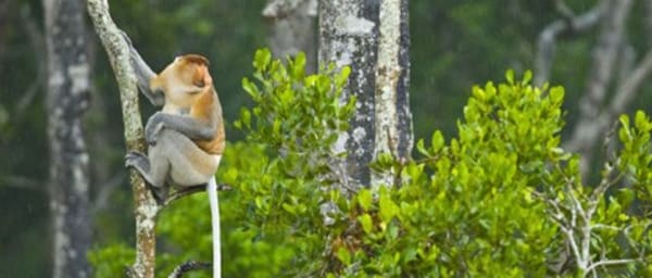 7-Day Sabah Nature and Wildlife Tour from Kota Kinabalu