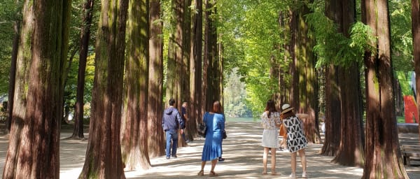 10-Hour Nami Island Tour with K-Drama Sites and Garden of Morning Calm