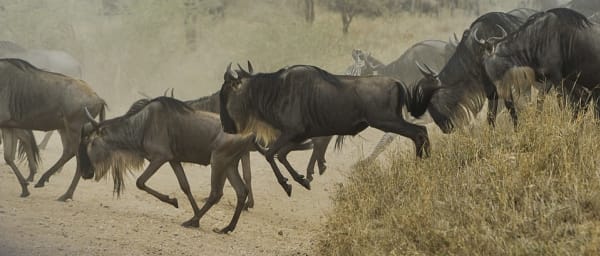 7-Day Tanzania Safari from Arusha with Serengeti and Ngorongoro
