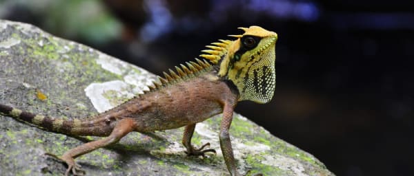 10-Hour Bạch Mã National Park Tour to Hoi An via Hải Vân Pass