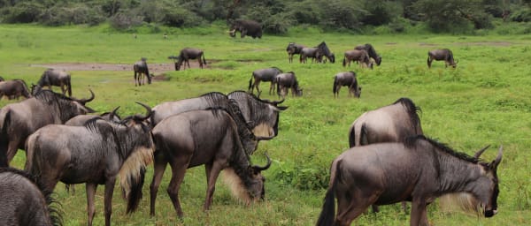 4-Day Ngorongoro Crater and Tarangire Safari with Night Game Drive