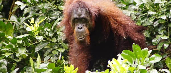 3-Day Kinabatangan Wildlife Cruise from Sandakan with Sepilok