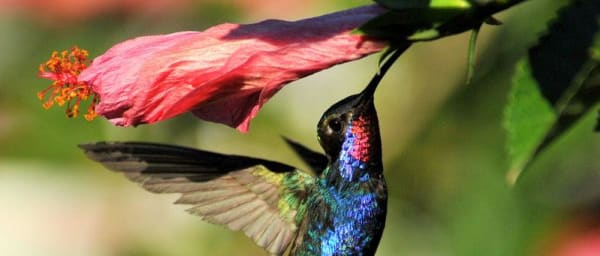 8-Hour Quito and Mindo Excursion with Cloud Forest and Chocolate Tour