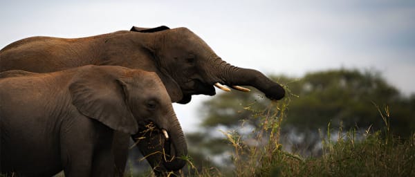 1-Day Tarangire National Park Safari with Baobabs and Elephant Herds