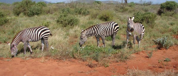 1-Day Tsavo East Safari from Diani with Yatta Plateau Views