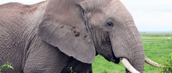 3-Day Luxury Amboseli Safari with Mt. Kilimanjaro Views