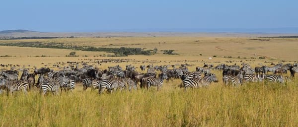 3-Day Budget Masai Mara Safari from Kisumu with Mara River Wildlife