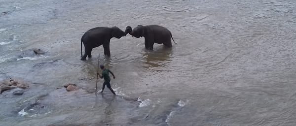 9-Hour Kandy Elephant and Temple Tour with Peradeniya Garden