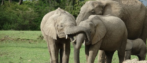 3-Day Masai Mara Wildlife Safari from Nairobi with Big 5 Game Drives