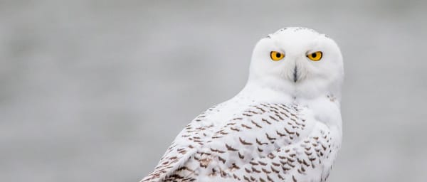8-Hour Snowy Owl Spotting Tour from Saskatoon with Spotting Scope