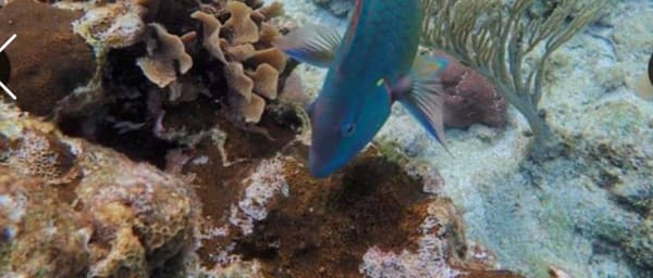 4-Hour Roatán Snorkelling Tour with Sloth Sanctuary and Beach