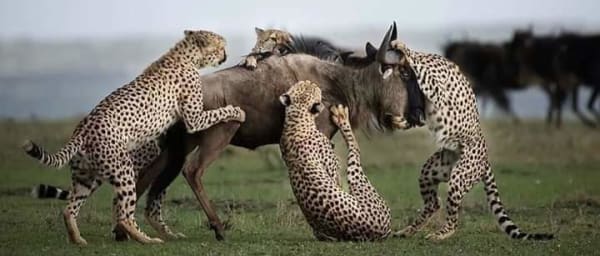 3-Day Ngorongoro Crater and Lake Manyara Camping Safari