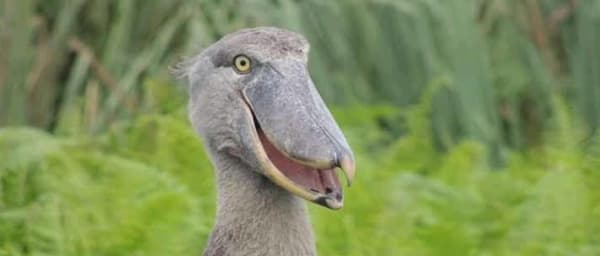 Full-Day Mabamba Swamp Birding Tour with Shoebill Search and Kayabwe Equator