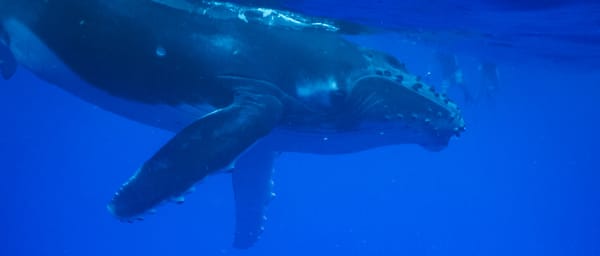 5-Hour Whale Watching Tour in Papeete with Stingrays Stop