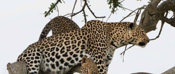 3-Day Maasai Mara Wildlife Safari from Nairobi with Big Five Game Drives