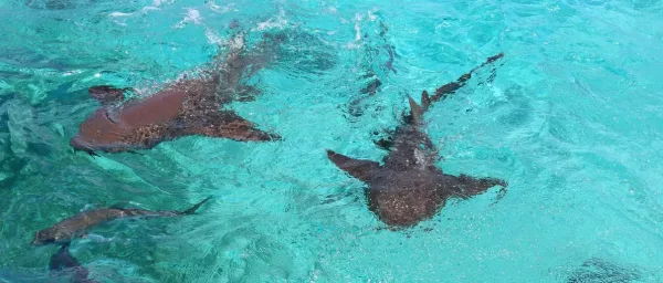 5-Hour Pigeon Cay Snorkeling Tour with Nurse Shark Swim and Jade Beach