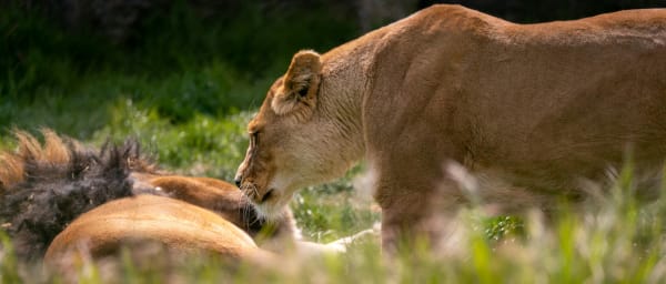 6-Day Tanzania Safari with Serengeti Bush Breakfast and Big Five